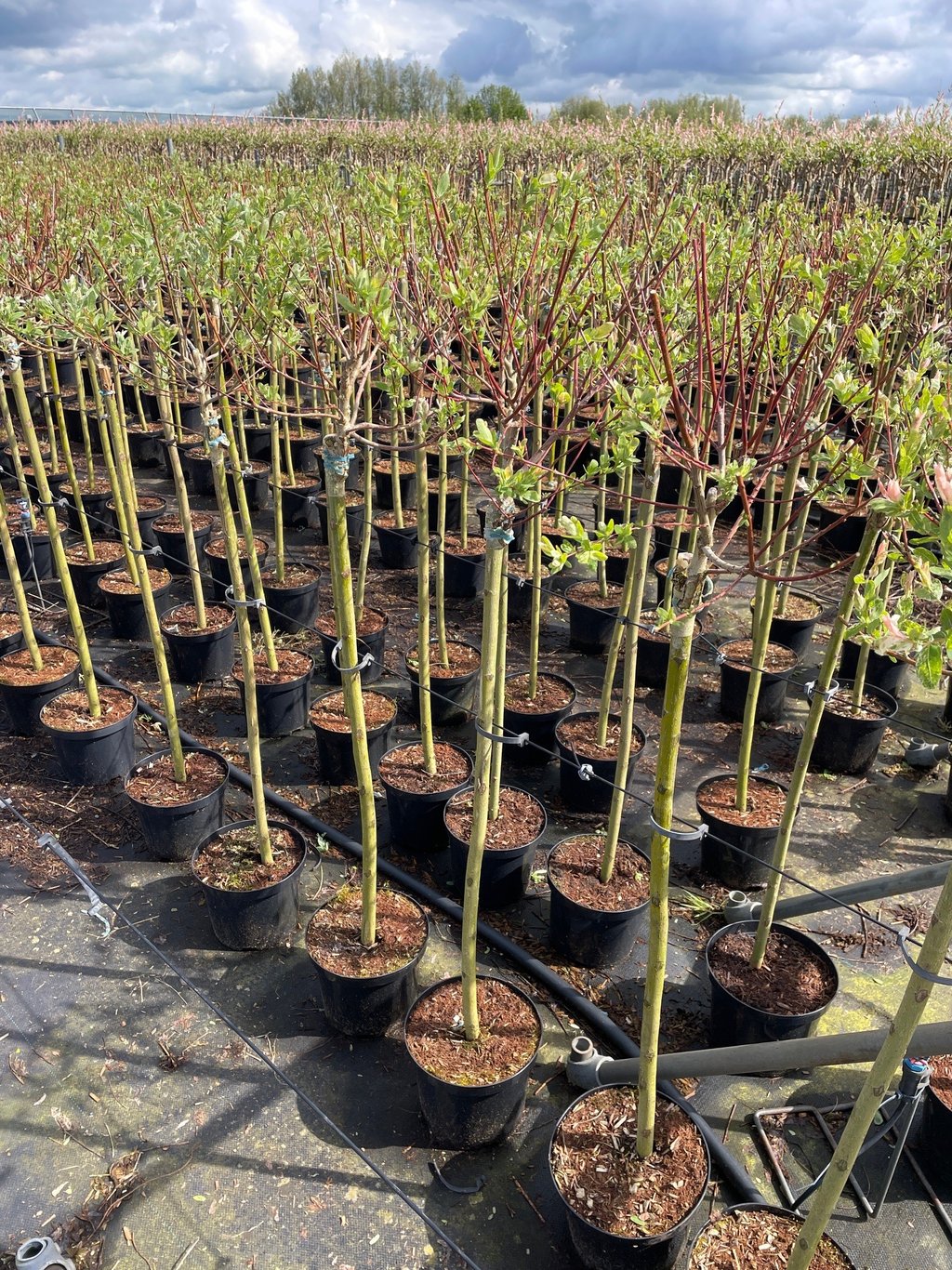 Salix integra 'Hakuro-nishiki' - 80 CM Stem C4